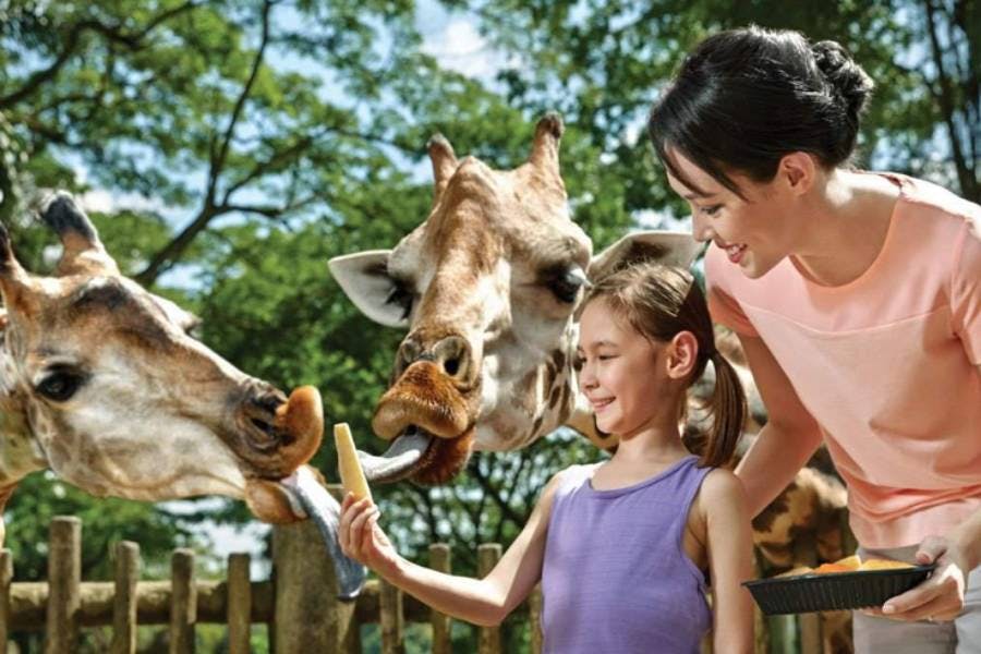 Singapore Zoo Tickets Price