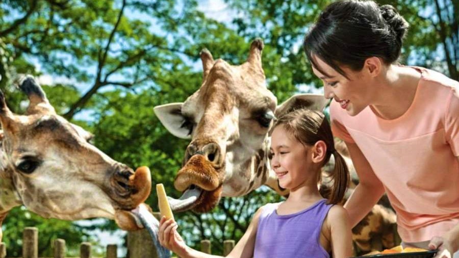 Singapore Zoo Tickets Price