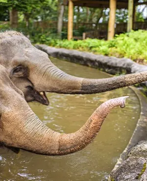 Singapore Zoo Tickets