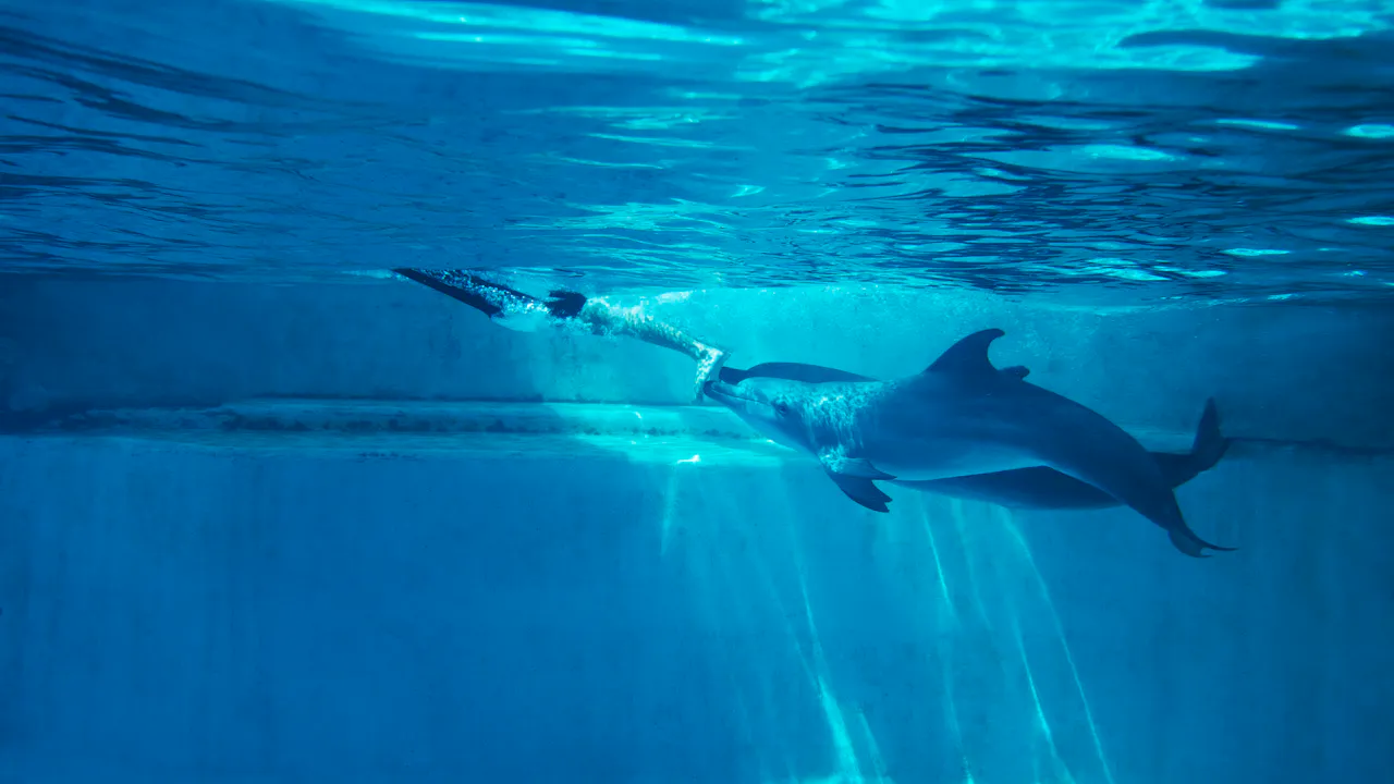 Dolphin Island Singapore Tickets Discount