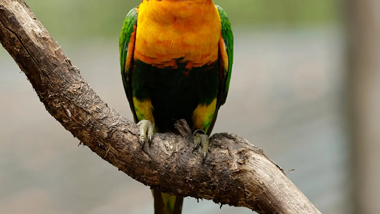 Bird Paradise tickets