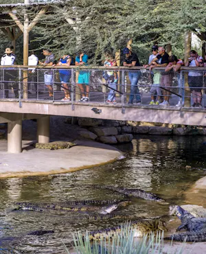 Dubai Crocodile Park Tickets