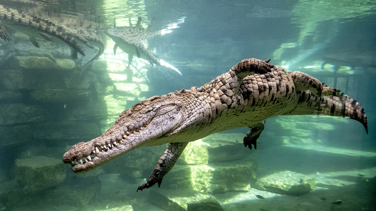 Crocodile Park Dubai Price