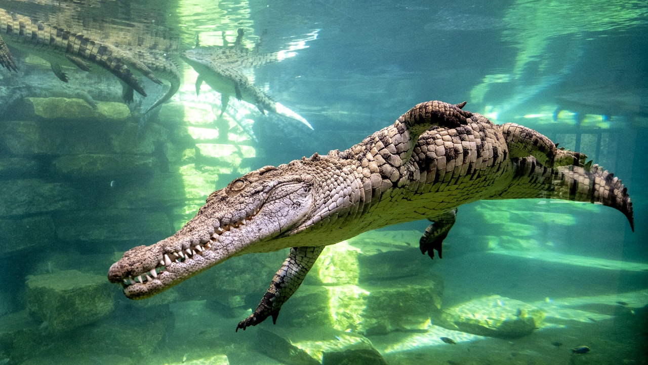 Crocodile Park Dubai Price