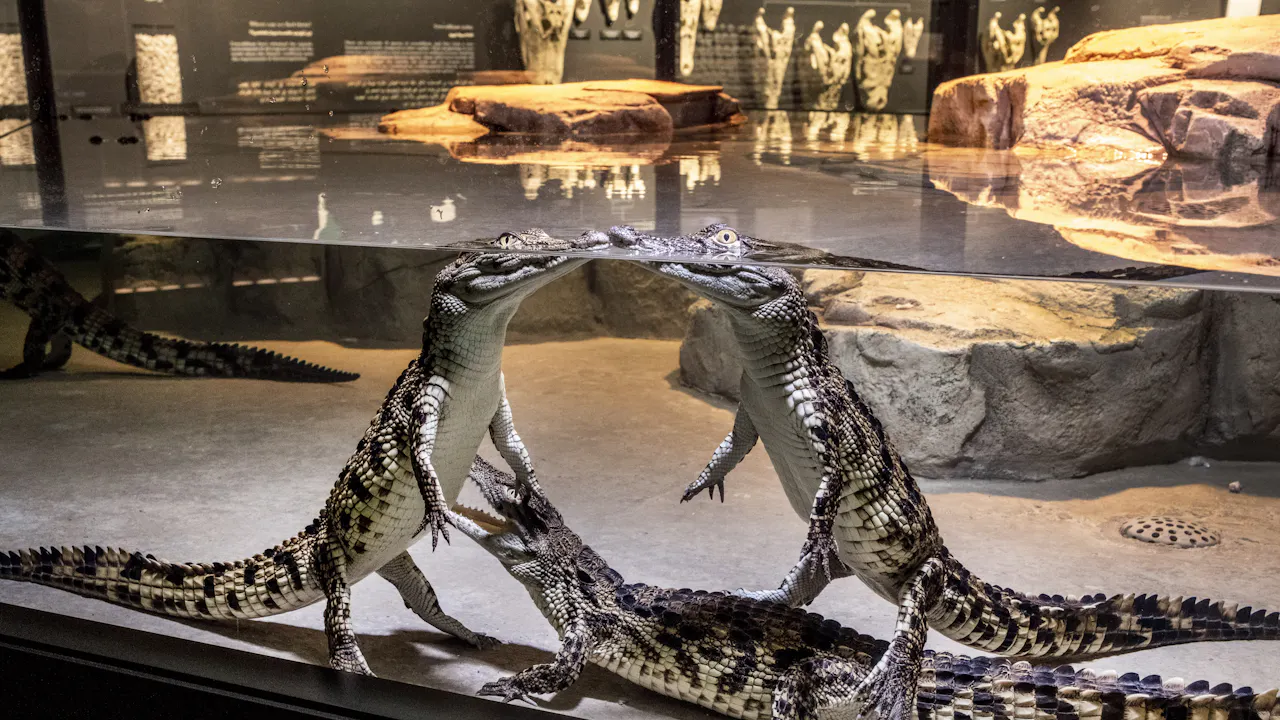 Crocodile Park Dubai Thrillark
