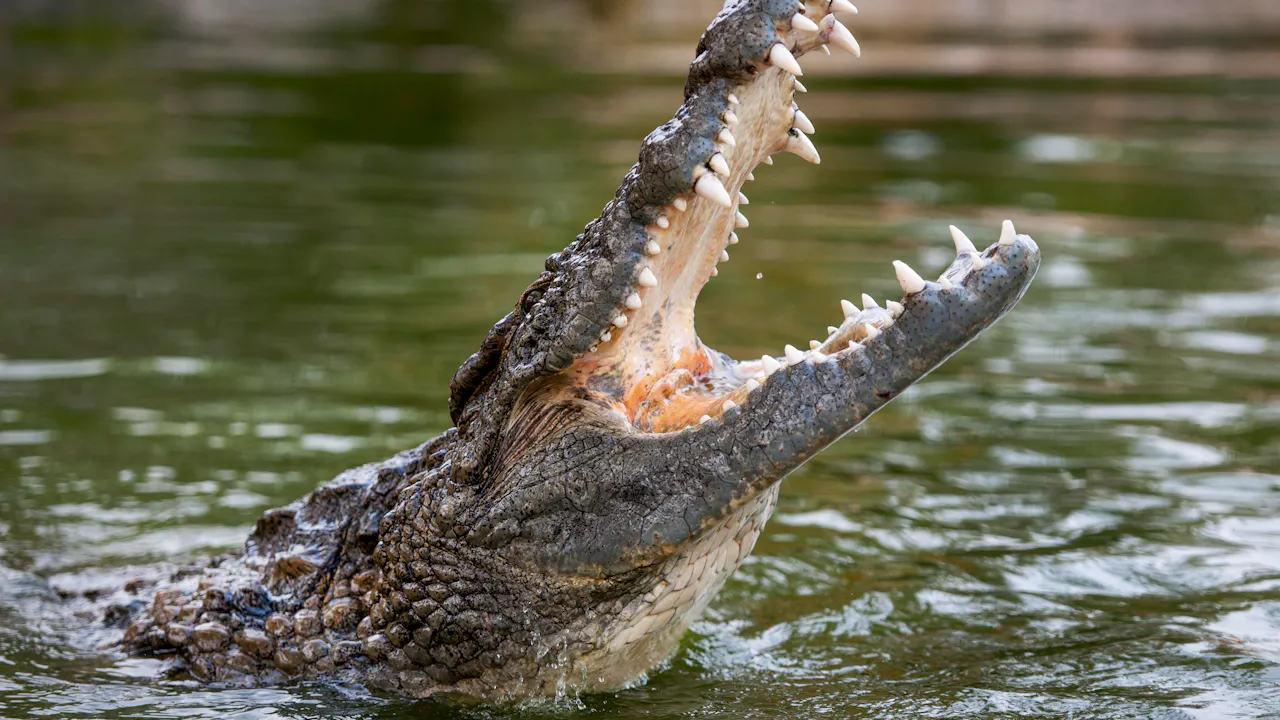 Crocodile Park Dubai Discount