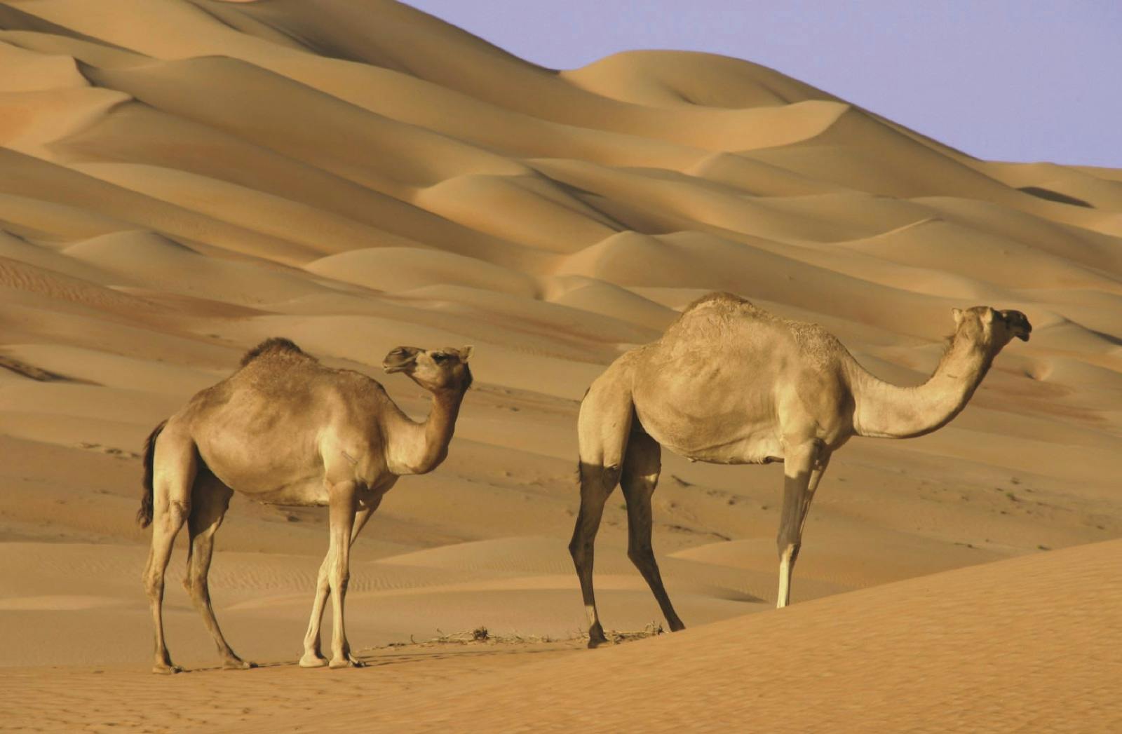 Wahiba Sands & Sur Full Day Tour From Muscat Category