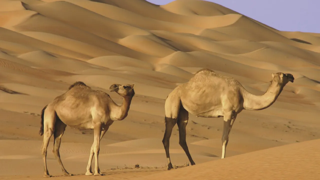 Wahiba Sands & Sur Full Day Tour From Muscat Category