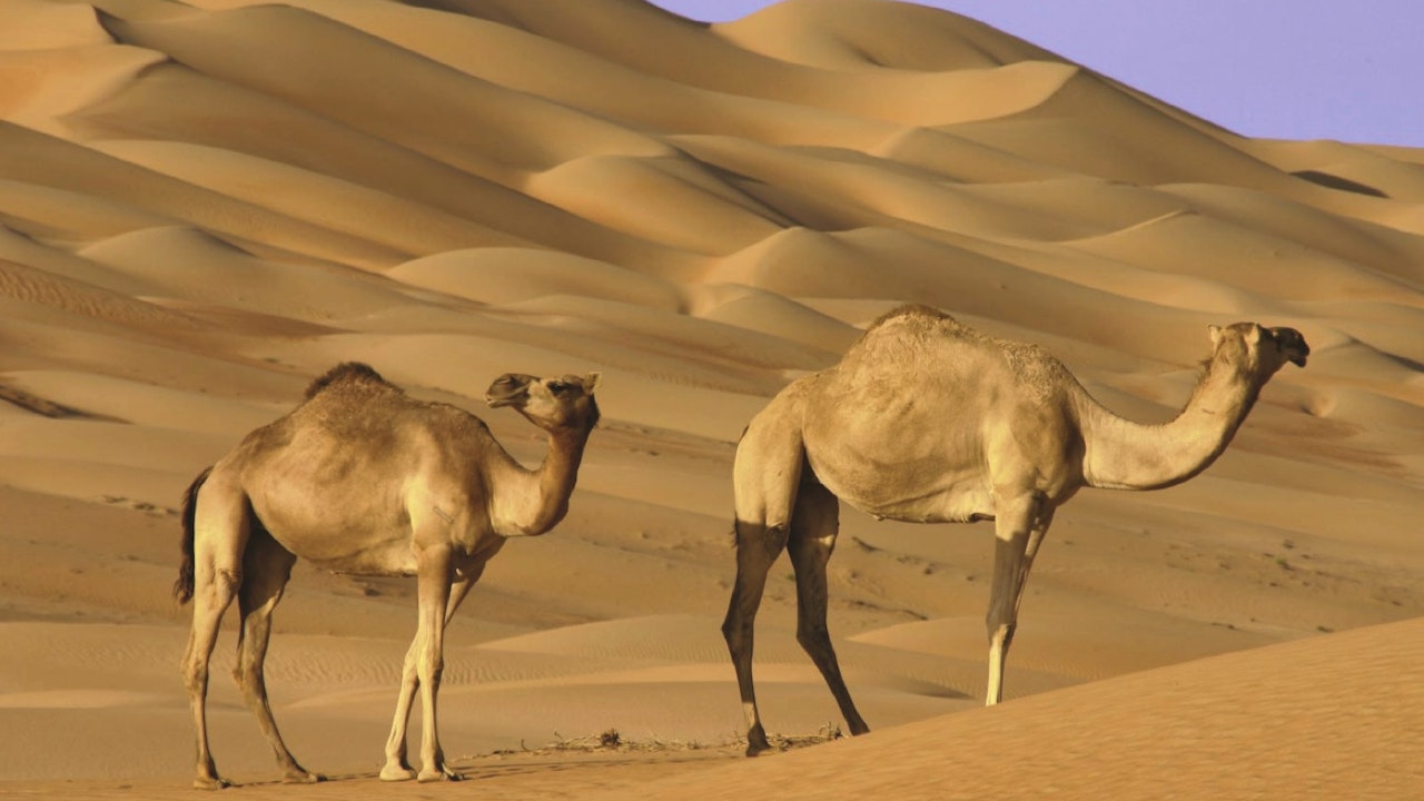 Wahiba Sands & Sur Full Day Tour From Muscat Category