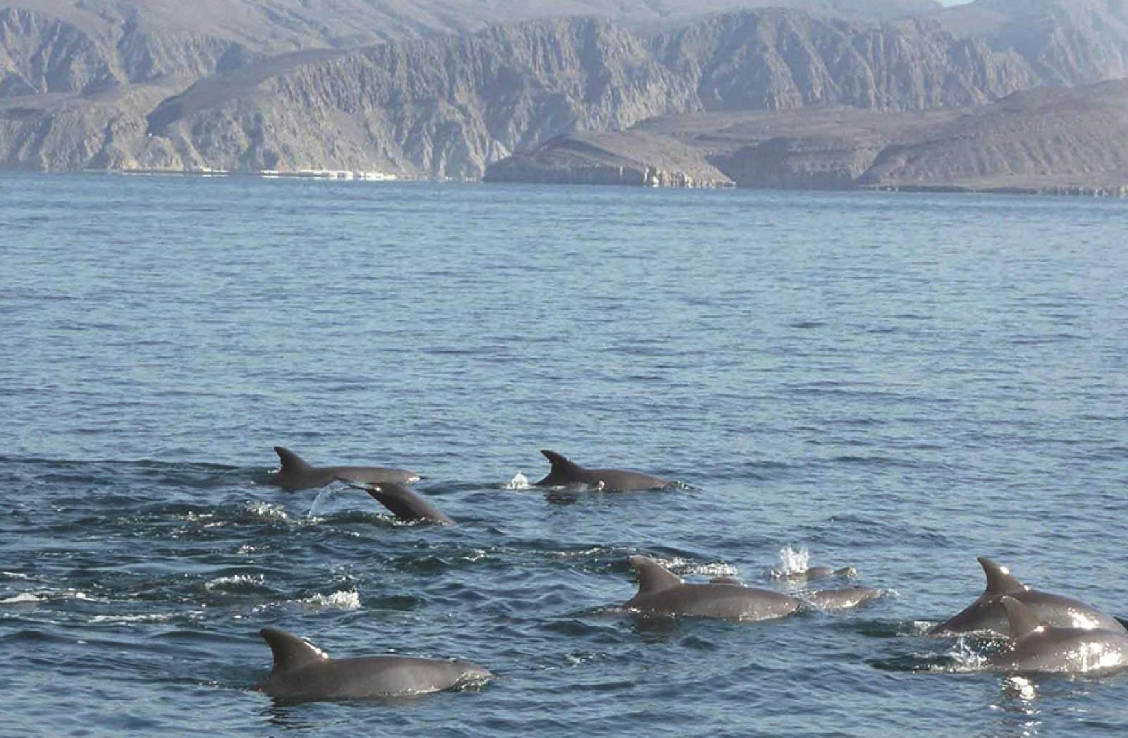 Dolphin Cruise In Muscat Category