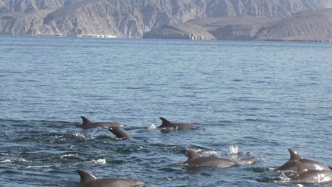 Dolphin Cruise In Muscat Category