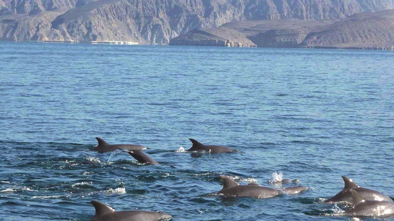 Dolphin Cruise In Muscat Category