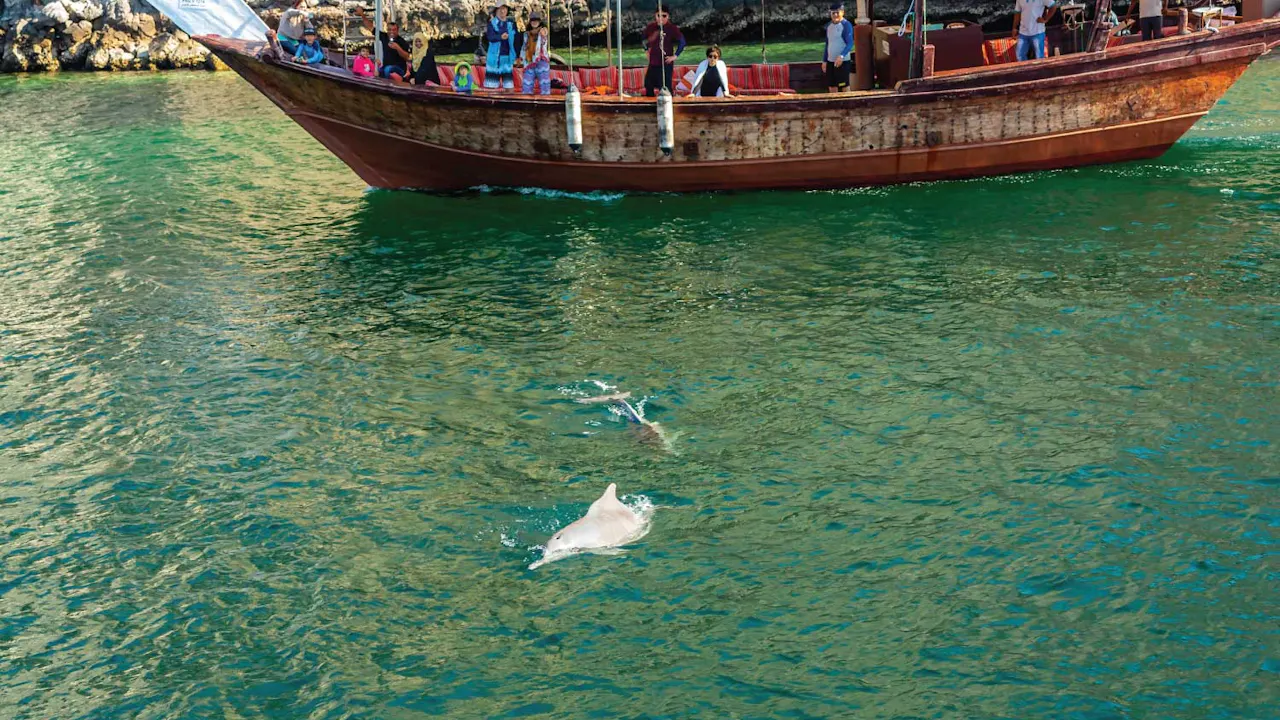 Dolphin Cruise In Muscat Review