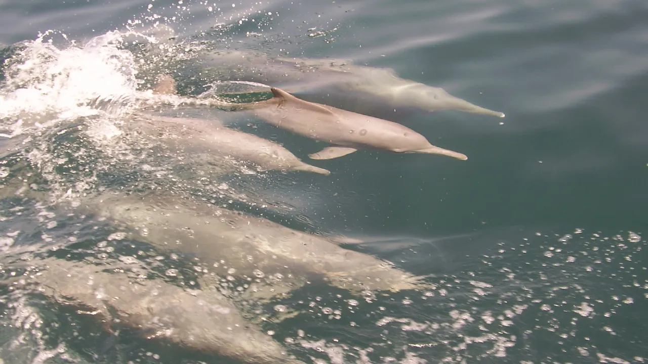 Dolphin Cruise In Muscat Price