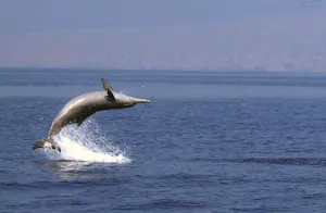 Dolphin Cruise In Muscat