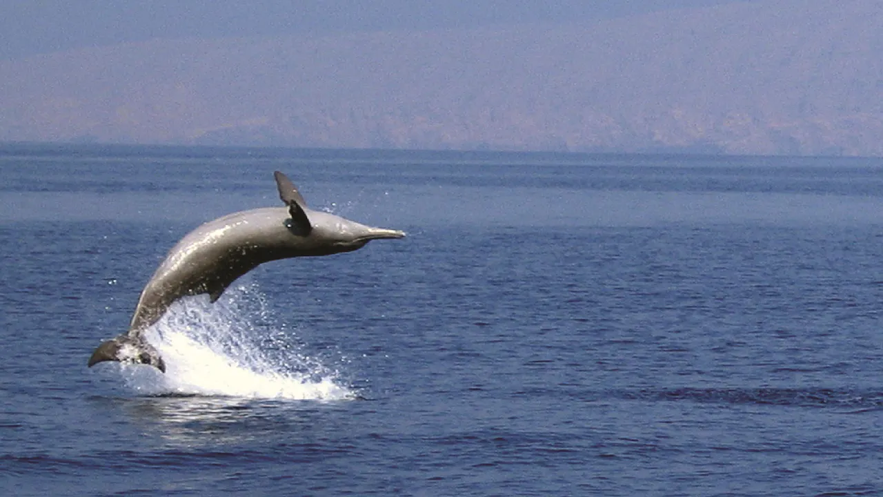 Dolphin Cruise In Muscat