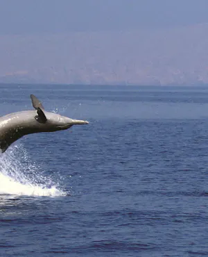 Dolphin Cruise In Muscat