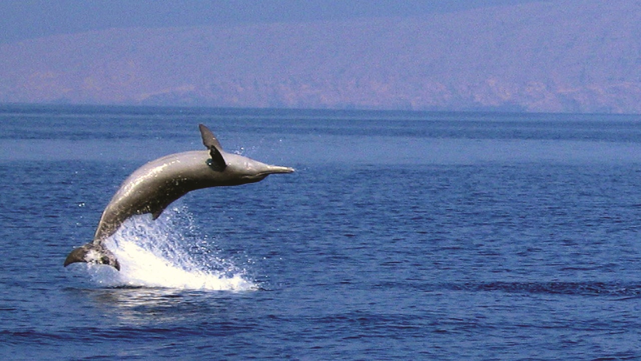 Dolphin Cruise In Muscat