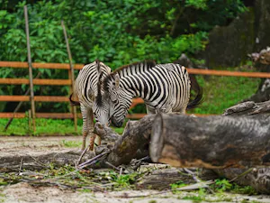 Sunway Lost World of Tambun Tickets