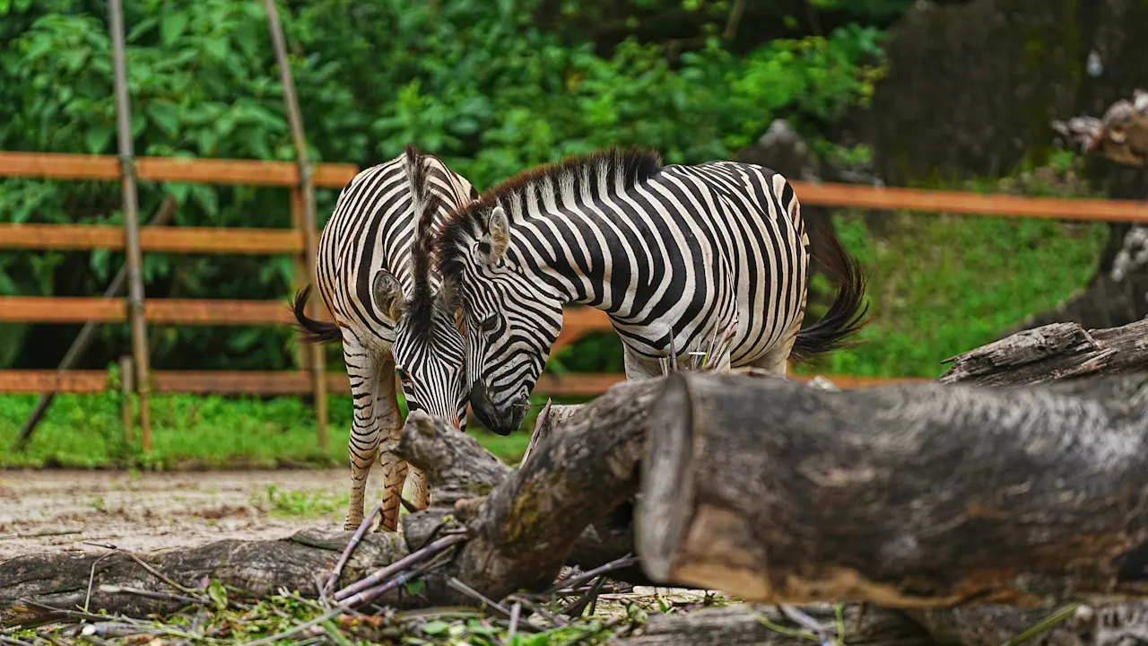 Lost World Of Tambun Tickets, Ipoh Ticket