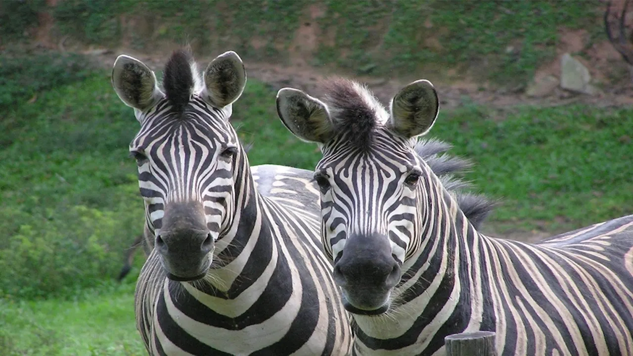 Zoo Negara & Panda Conservation Centre Malaysia Thrillark