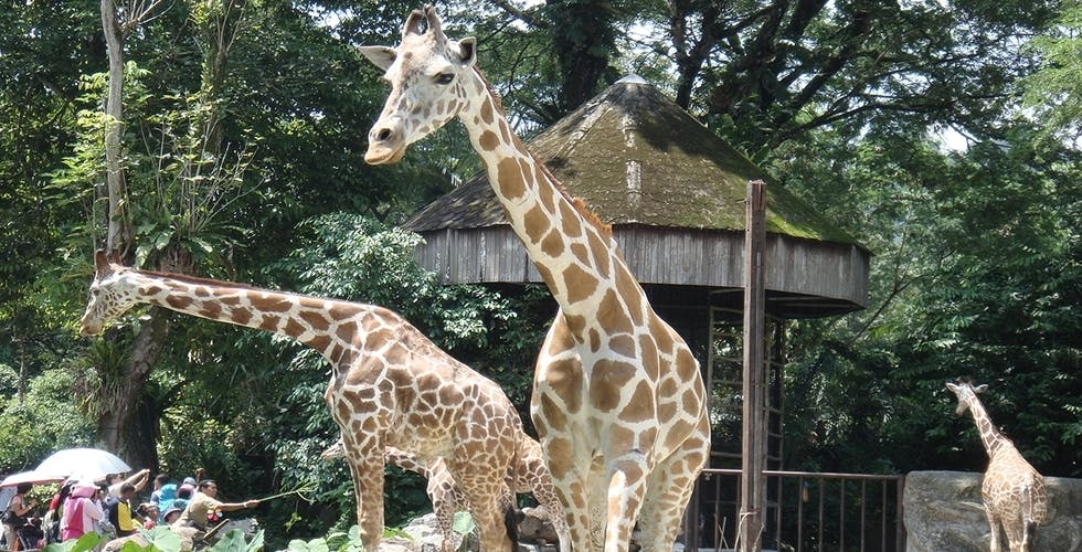 Zoo Negara & Panda Conservation Centre Malaysia 