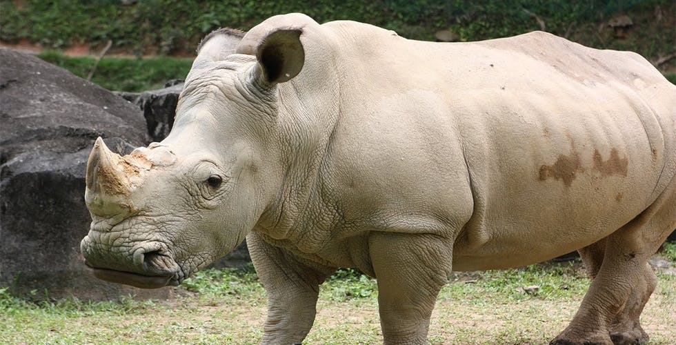 Zoo Negara & Panda Conservation Centre Malaysia Category