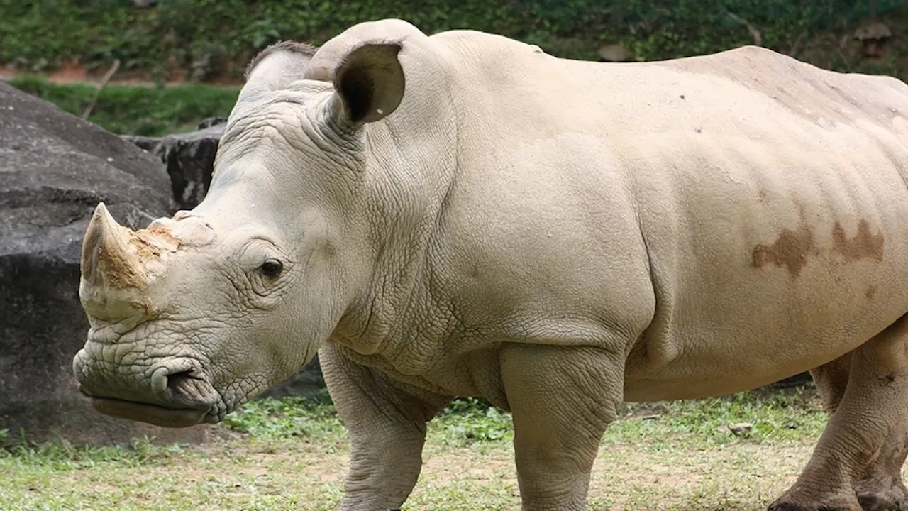 Zoo Negara & Panda Conservation Centre Malaysia Category