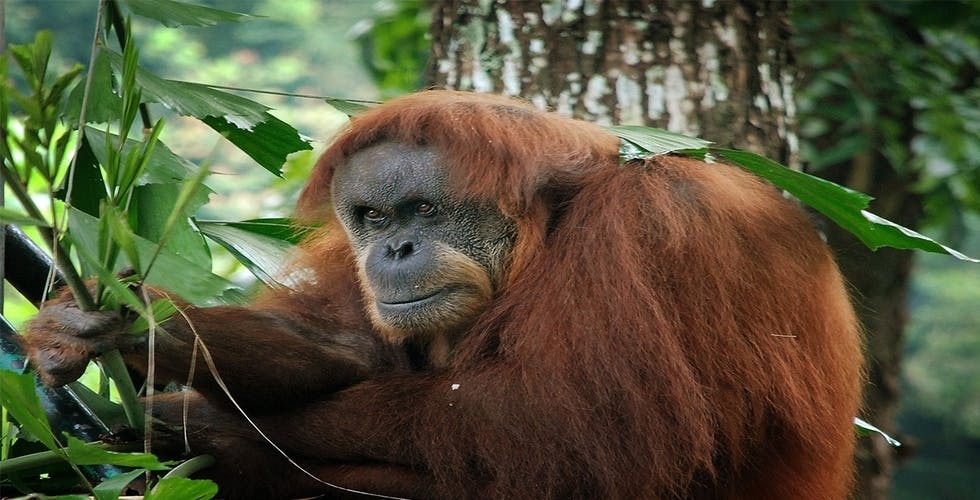 Zoo Negara & Panda Conservation Centre Malaysia Discount