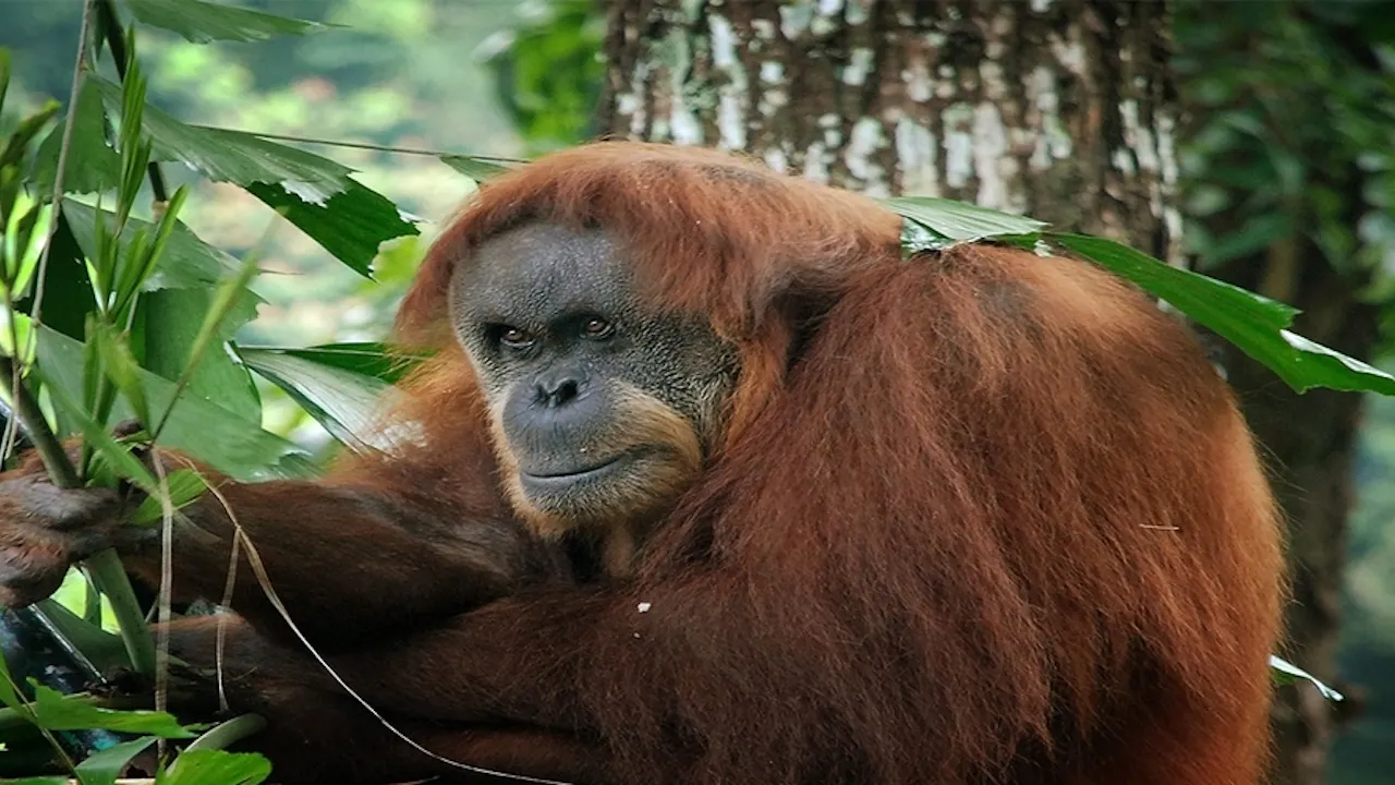 Zoo Negara & Panda Conservation Centre Malaysia Discount