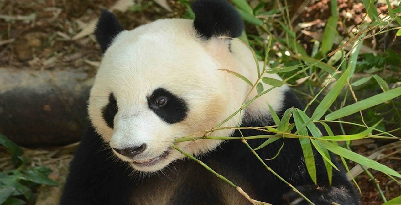 Zoo Negara & Panda Conservation Centre Malaysia Ticket