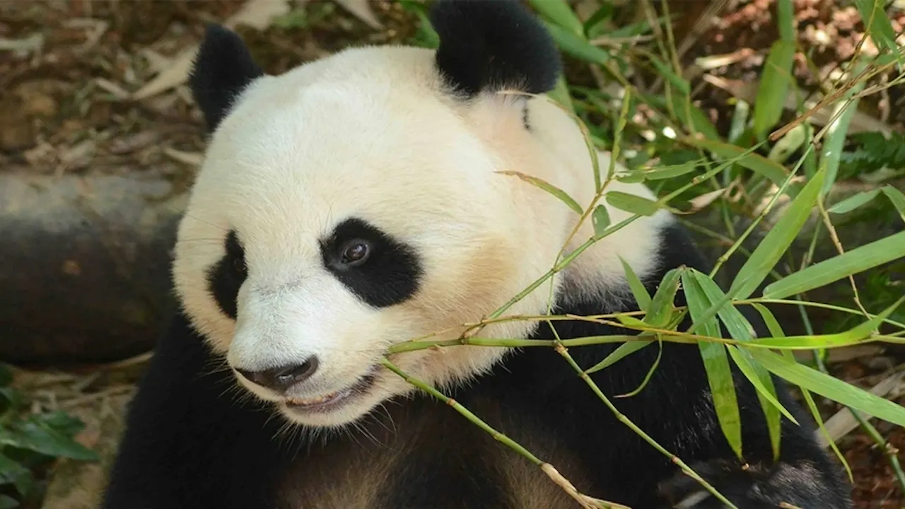 Zoo Negara & Panda Conservation Centre Malaysia Ticket