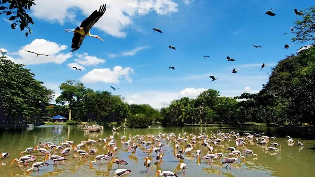 Zoo Negara & Panda Conservation Centre Malaysia