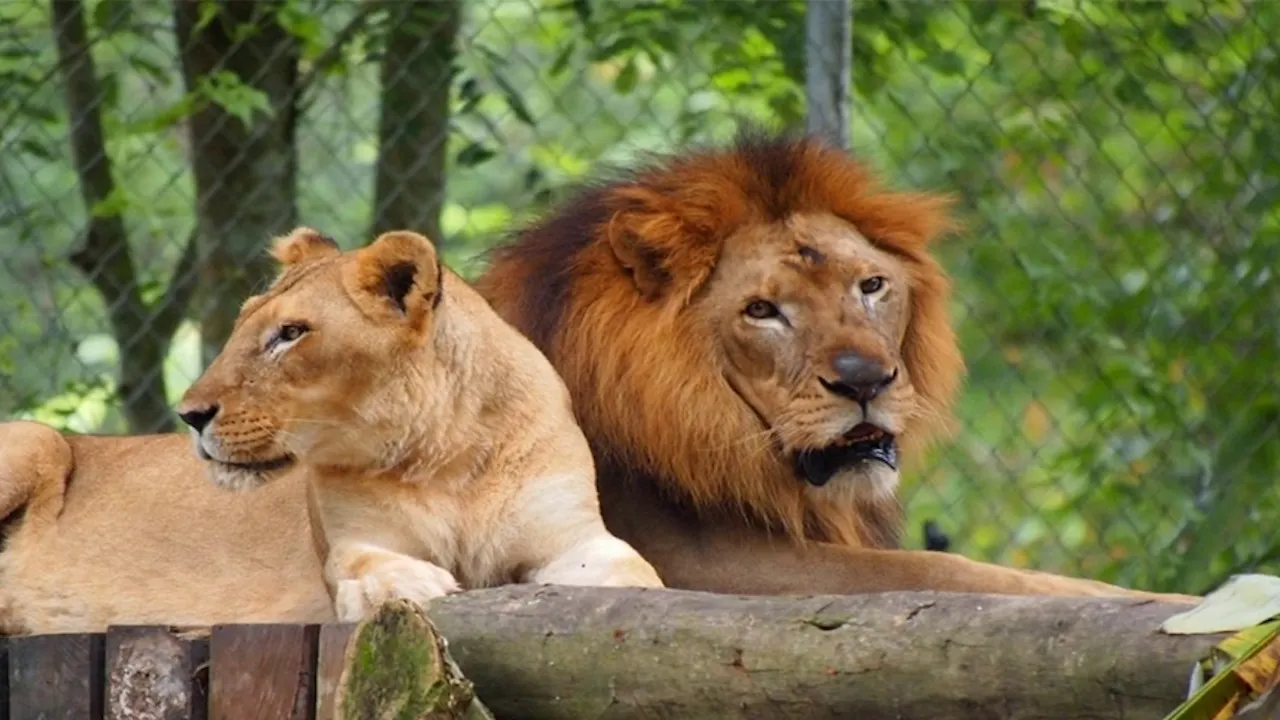 Zoo Negara & Panda Conservation Centre Malaysia Location