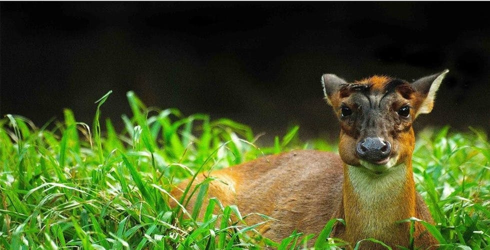 Zoo Negara & Panda Conservation Centre Malaysia Price