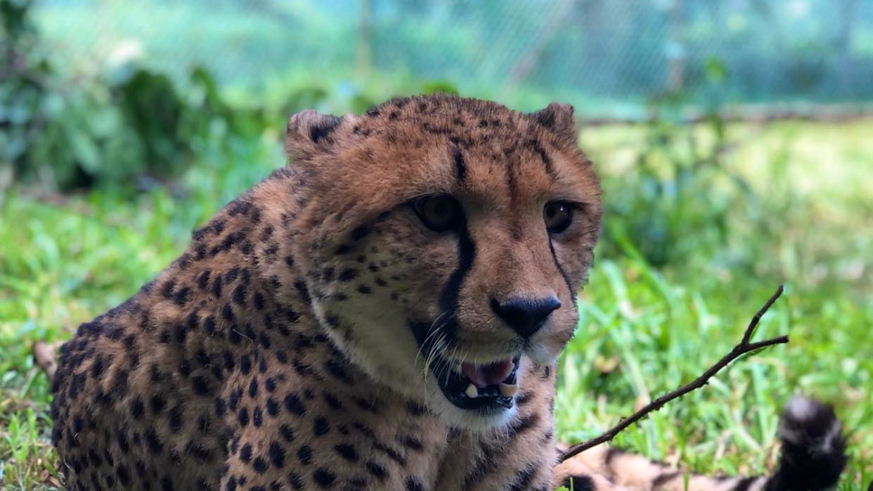 A'Famosa Melaka Waterpark Tickets Ticket