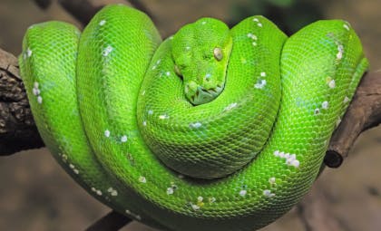 Vinpearl Safari Phu Quoc Entry Tickets Location