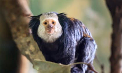 Vinpearl Safari Phu Quoc Entry Tickets 