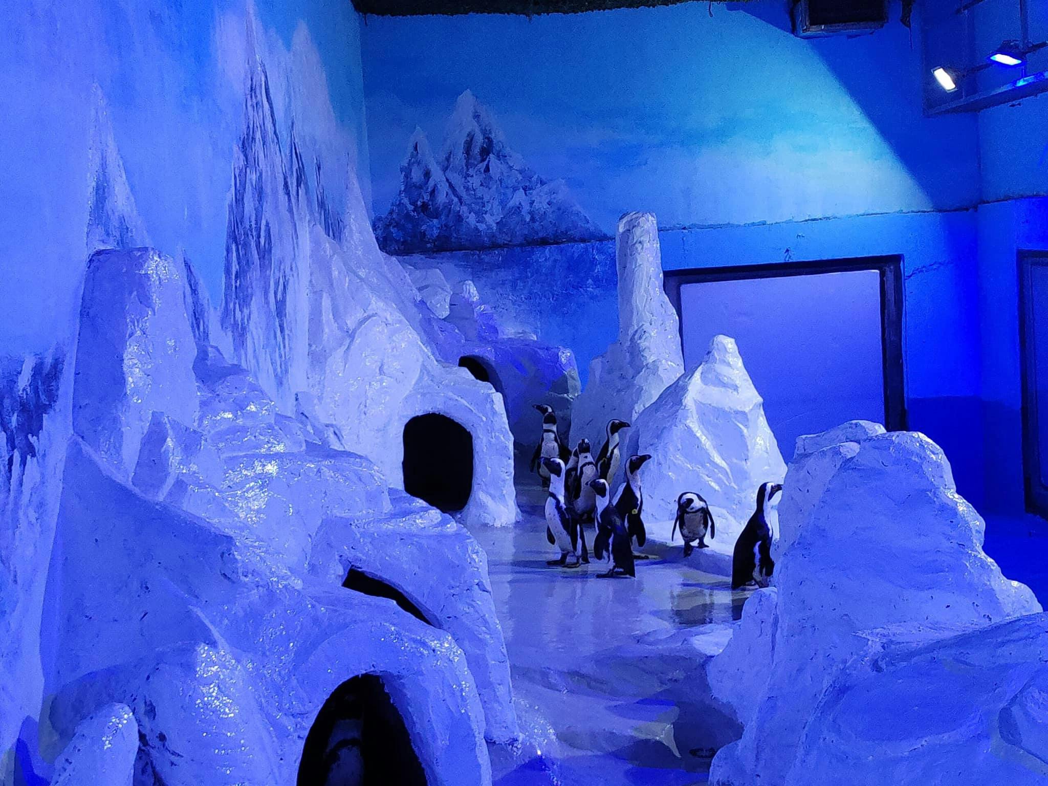 Charming Danang Show Category