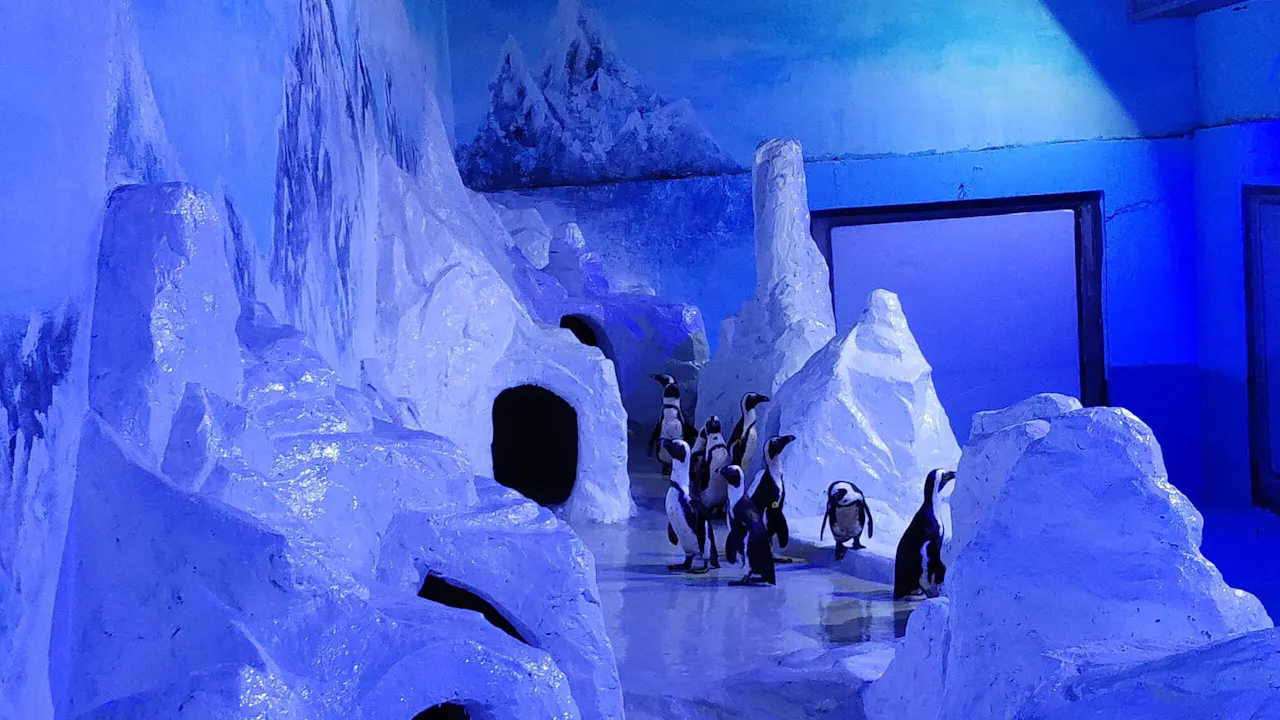 Charming Danang Show Category