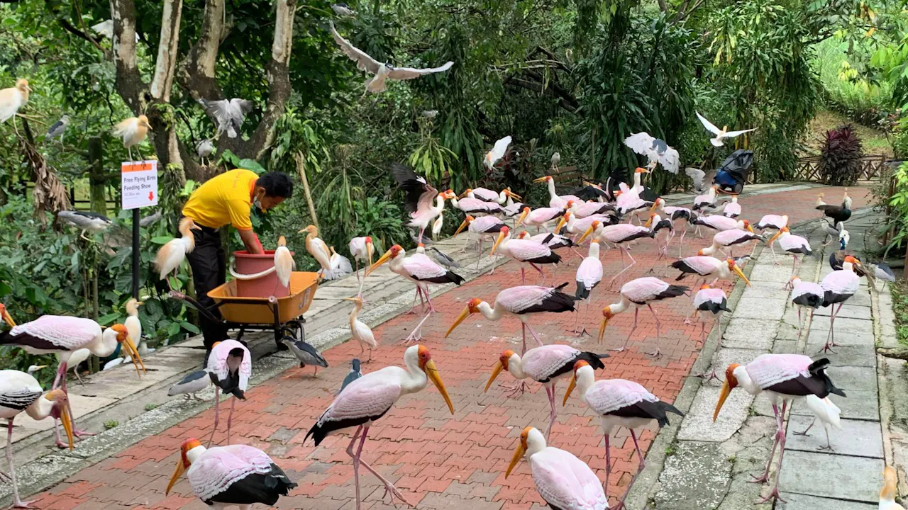 KL Bird Park Admission Ticket With One-Way Transfer Ticket