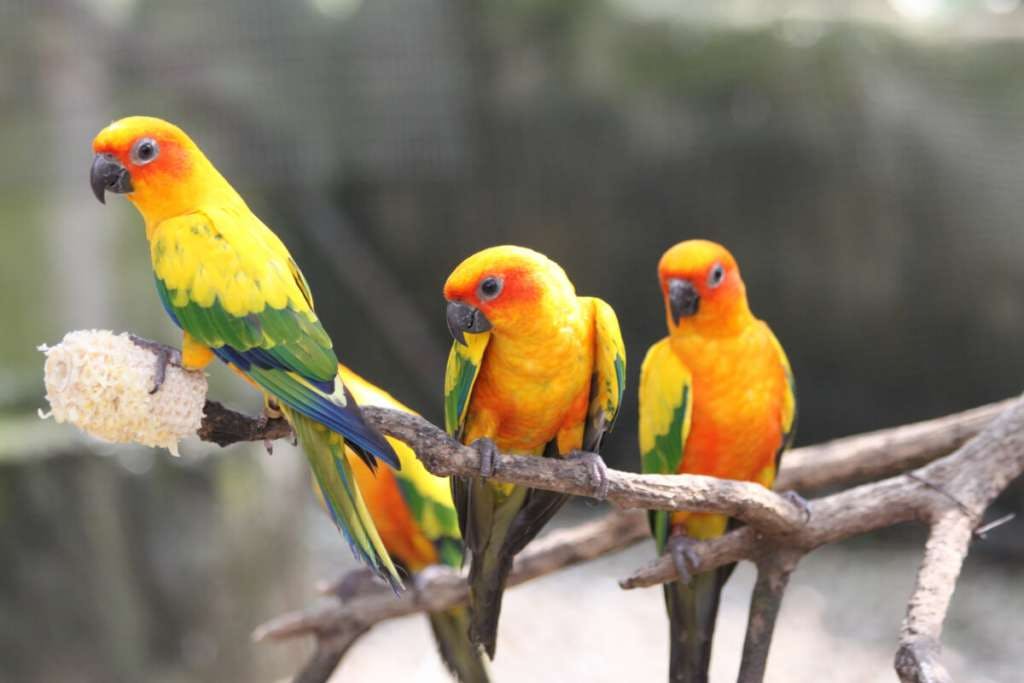 KL Bird Park Admission Ticket With One-Way Transfer Category