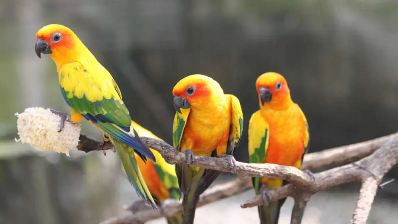 KL Bird Park Admission Ticket With One-Way Transfer Category