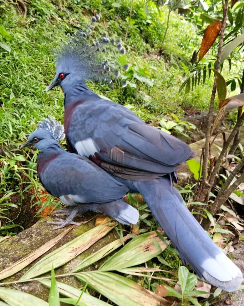 KL Bird Park Admission Ticket With One-Way Transfer Price