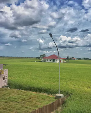Sekinchan Paddy Field & Fishing Village Tour