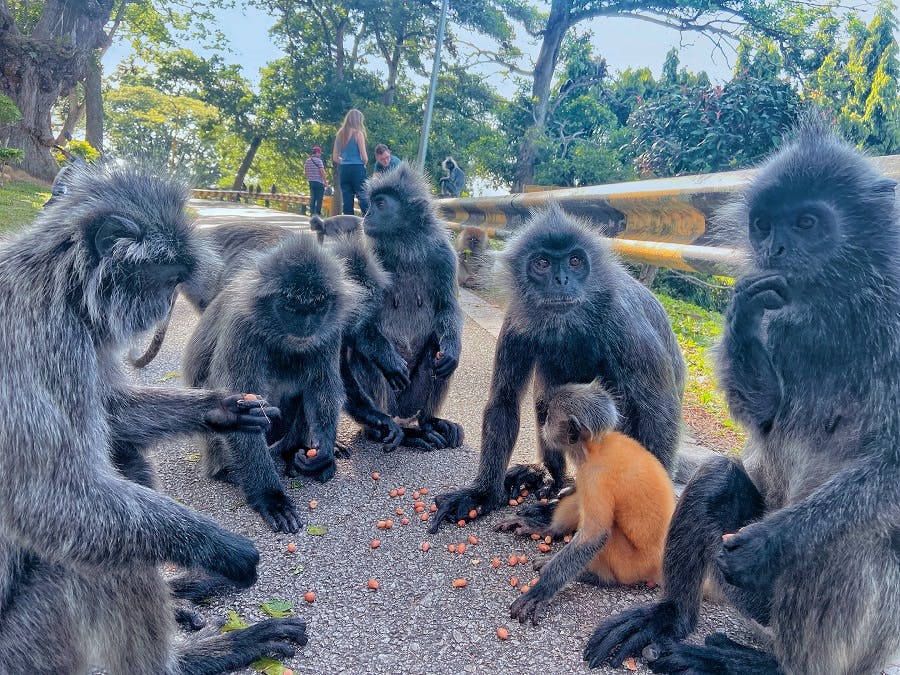 Kuala Selangor Fireflies Night Tour With Sea Food Dinner & Boat Trip Ticket