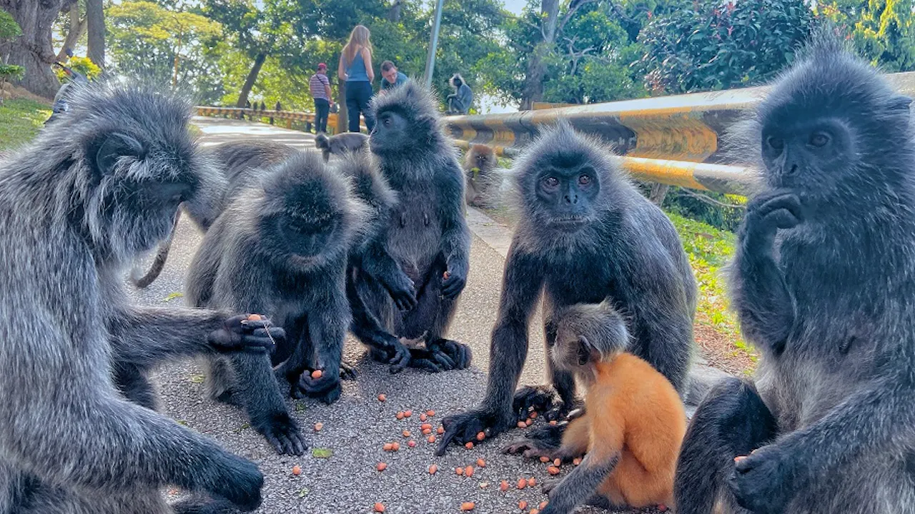 Kuala Selangor Fireflies Night Tour With Sea Food Dinner & Boat Trip Ticket