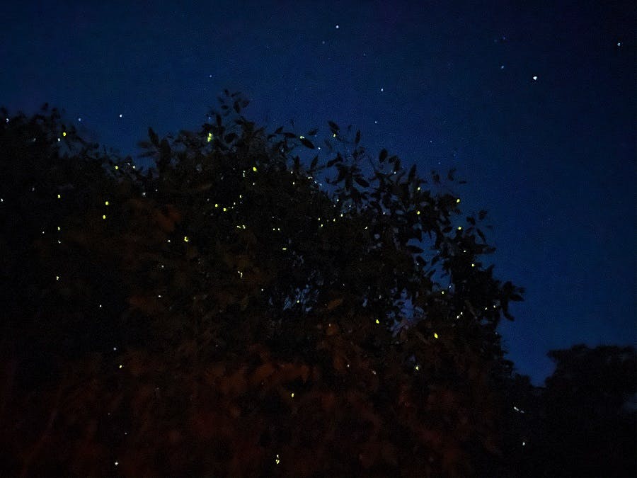 Kuala Selangor Fireflies Night Tour With Sea Food Dinner & Boat Trip Discount