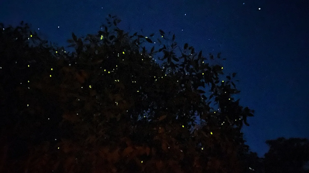 Kuala Selangor Fireflies Night Tour With Sea Food Dinner & Boat Trip Discount