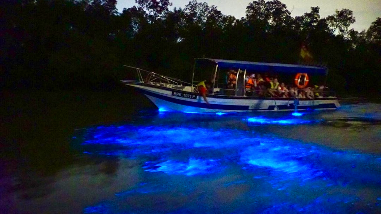 Kuala Selangor Fireflies and Blue Tears Tour with Dinner Category